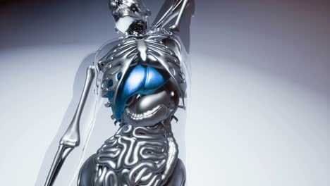 Menschliches-Lebermodell-Mit-Allen-Organen-Und-Knochen